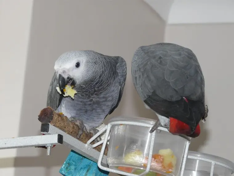 Two talking Congo African Greys on a perch at the C.A.Gs aviary in Midland, TX