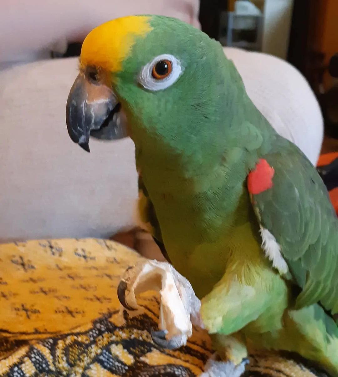 Double-Yellow-Headed Amazon whose entire head turns yellow with maturity, a top-talking but hormonal Amazon compared with an African Grey
