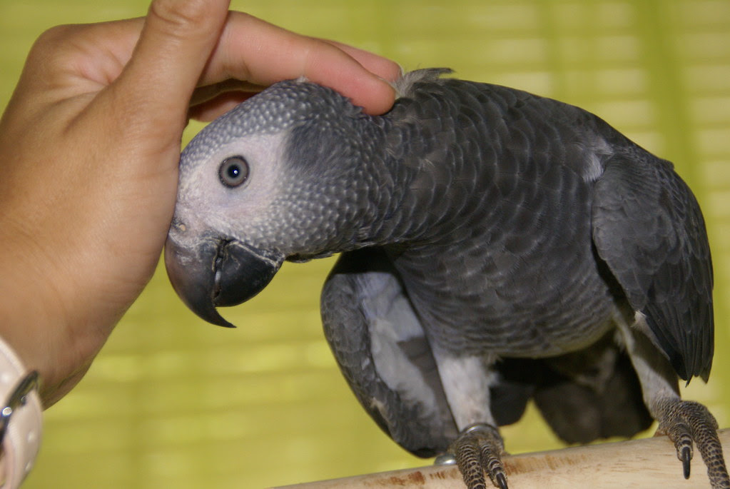 Elad — Male Timneh African Grey parrot, captive-bred, Midland TX