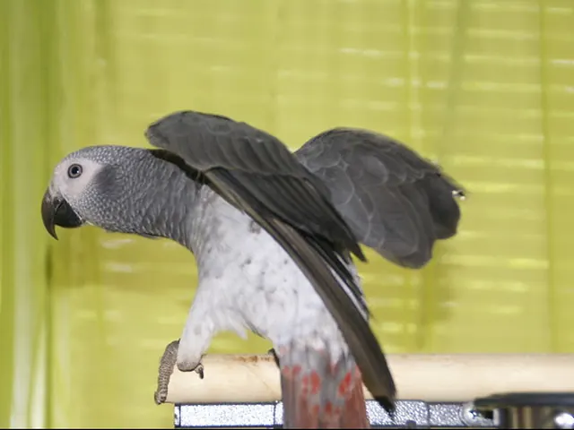 Elad, a young male Timneh African Grey stretching his wings on a perch
