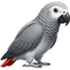 Congo African Grey icon