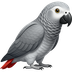 Congo African Grey