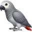 Timneh African Grey icon