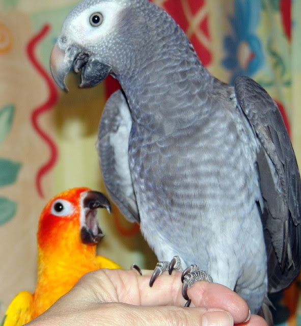 Evie — Female Timneh African Grey parrot, captive-bred, Midland TX