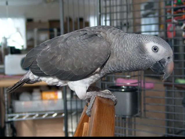 Evie, a female Timneh African Grey perched calmly, showing her horn-colored beak