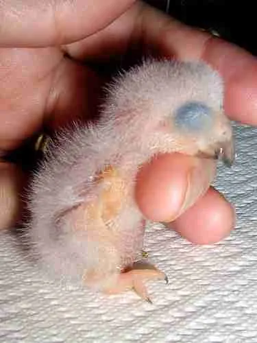 A hand-fed Congo African Grey chick raised inside our Midland, Texas home at C.A.Gs — every clutch is fed by Mark, Teri, and the family, never warehoused.