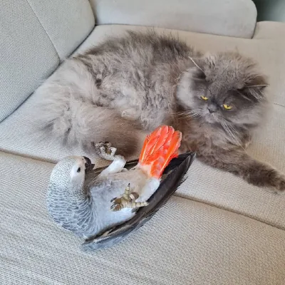 A hand-raised African Grey calmly interacting with the family cat at the C.A.Gs home aviary, showing an even, socialized temperament