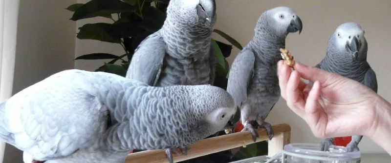 Hand-reared Congo African Grey parrots being socialized by a certified breeder