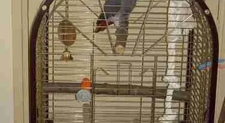 An African Grey exploring freely, from our lifespan guide