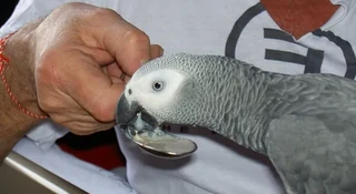 A hand-fed African Grey baby from our African Grey price breakdown