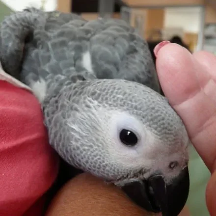 Amie, a 3 months old hen Congo African Grey baby available from our Texas aviary