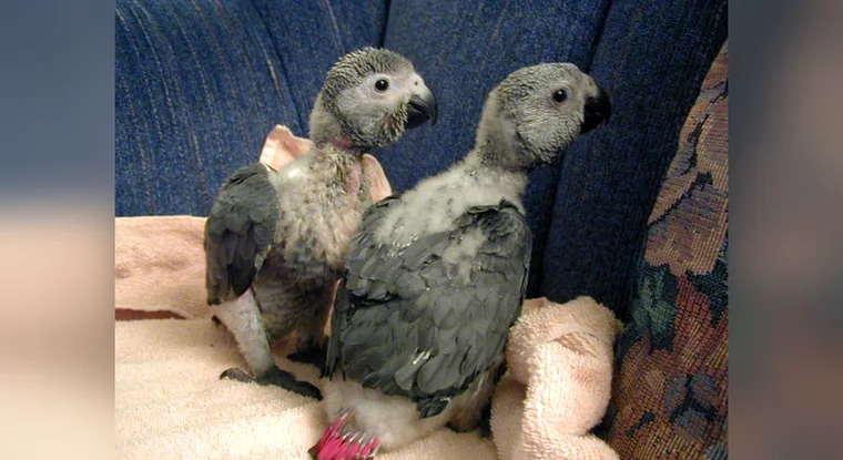 Two of our grey chicks side by side at fledging age, still carrying down among the new wing feathers