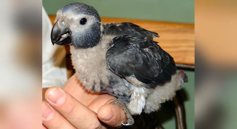 Closed metal identification band on the leg of a part-feathered Timneh chick held in a hand