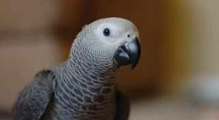 A healthy Congo African Grey from our health-guarantee page