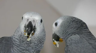 Jins and Jeni, a visually identical Congo cock and hen, from our DNA-tested for-sale page