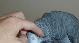 Mark hand-scratching a hand-raised Congo African Grey, from our hand-raised for-sale page