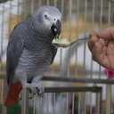 Joanna's hand-fed Congo African Grey taking food from a spoon at home in California