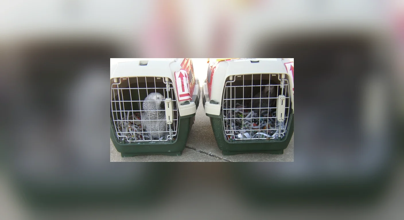 Airline shipping crates used to fly a bonded parrot pair to buyers across the United States