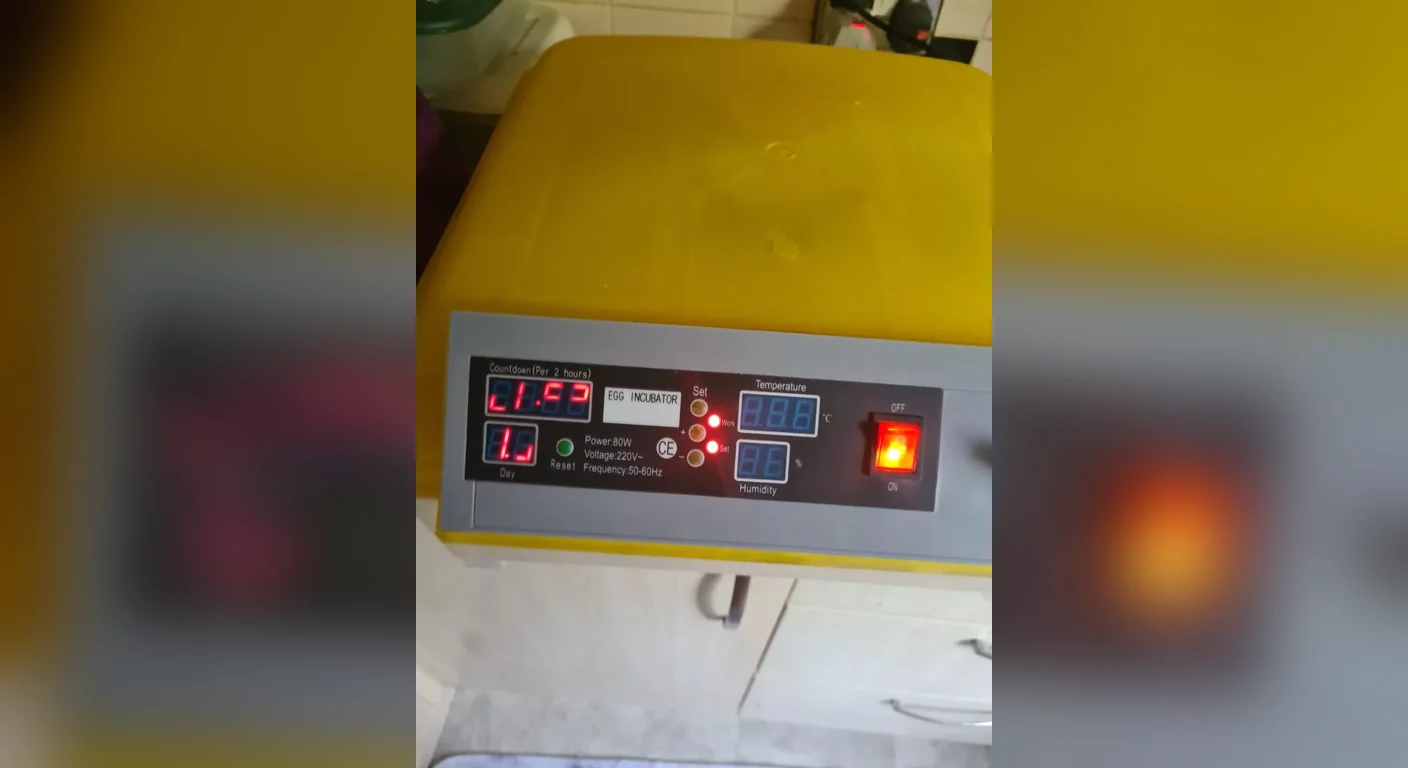 Candled fertile grey parrot eggs in an incubator, available to breeders who hatch their own