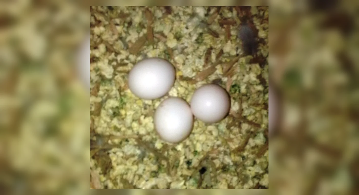 Three fertile African Grey parrot eggs on nest-box bedding at our Midland Texas aviary