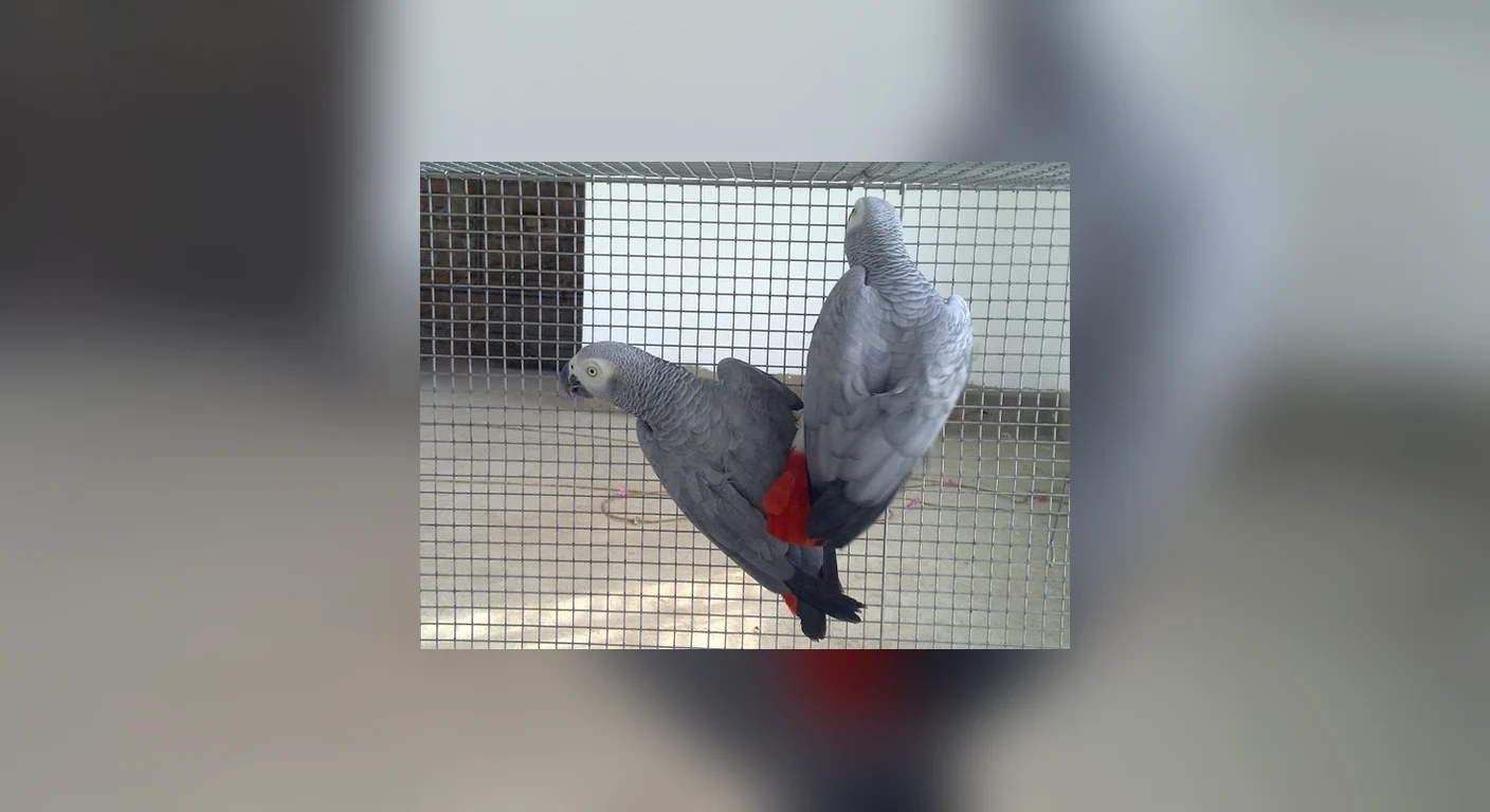 Mari and Lake, a bonded Congo grey cock and hen with two hatched clutches on record