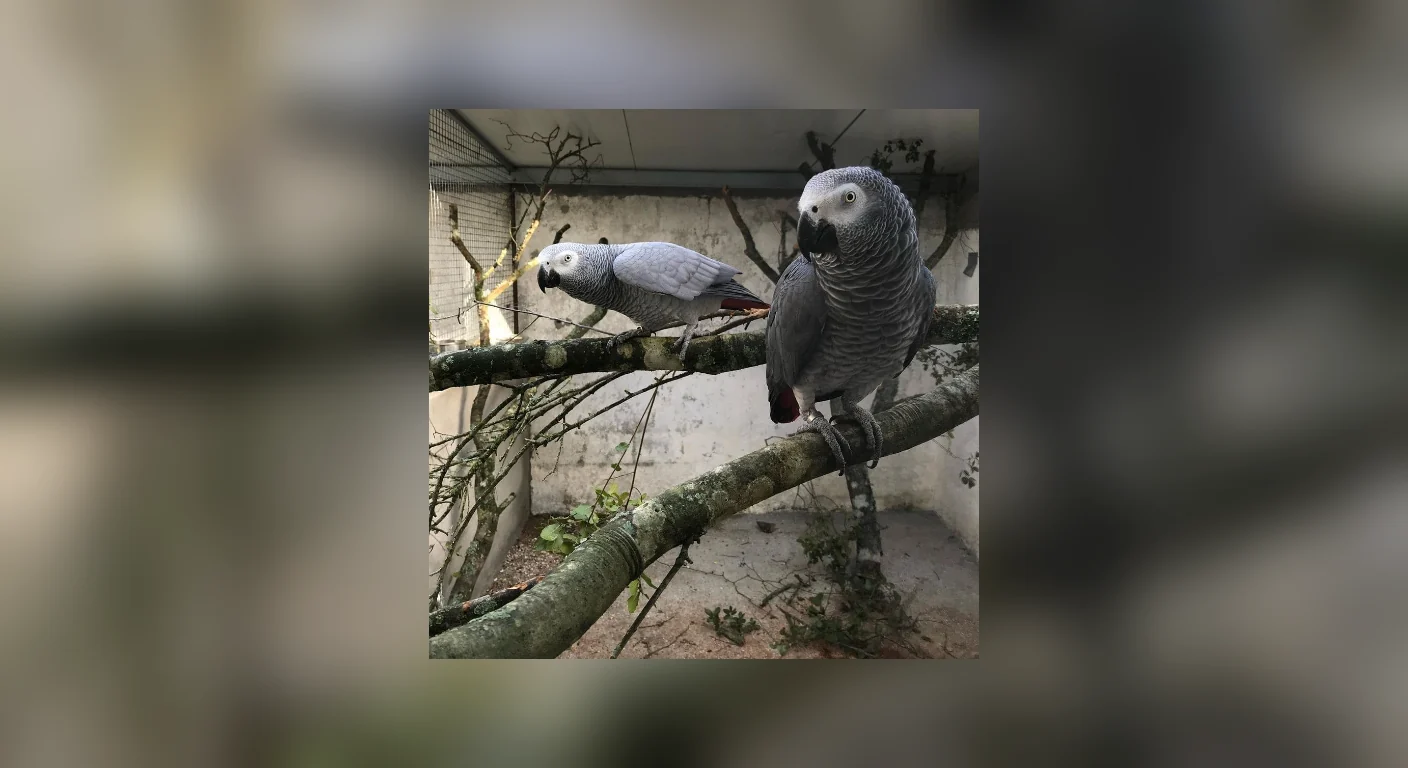 Talker and Jane, the twelve and ten year old proven pair from C.A.Gs, perched on an aviary branch
