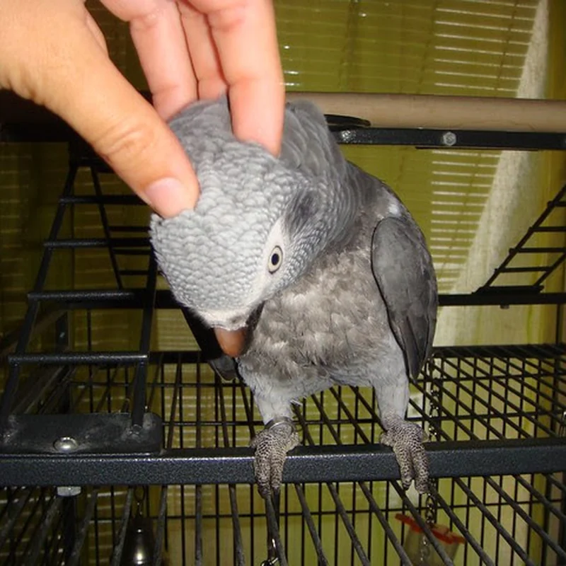 Elad stepping up to a hand at his cage door