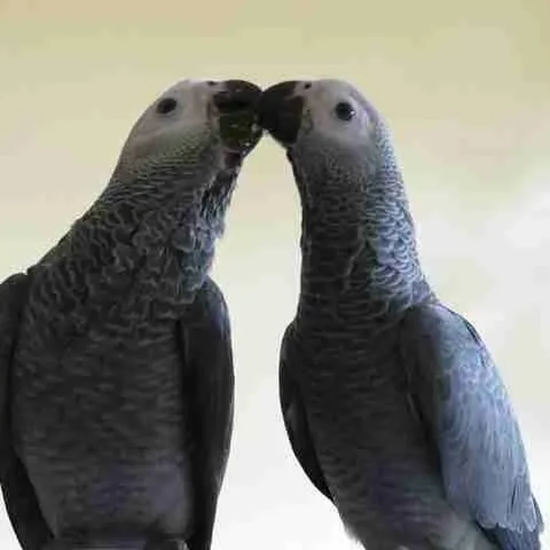Jins and Jeni beak to beak, the companion pair we sell together