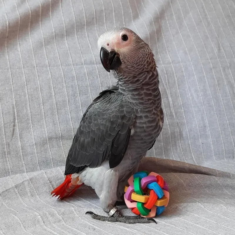 Roys standing beside his play ball at four months