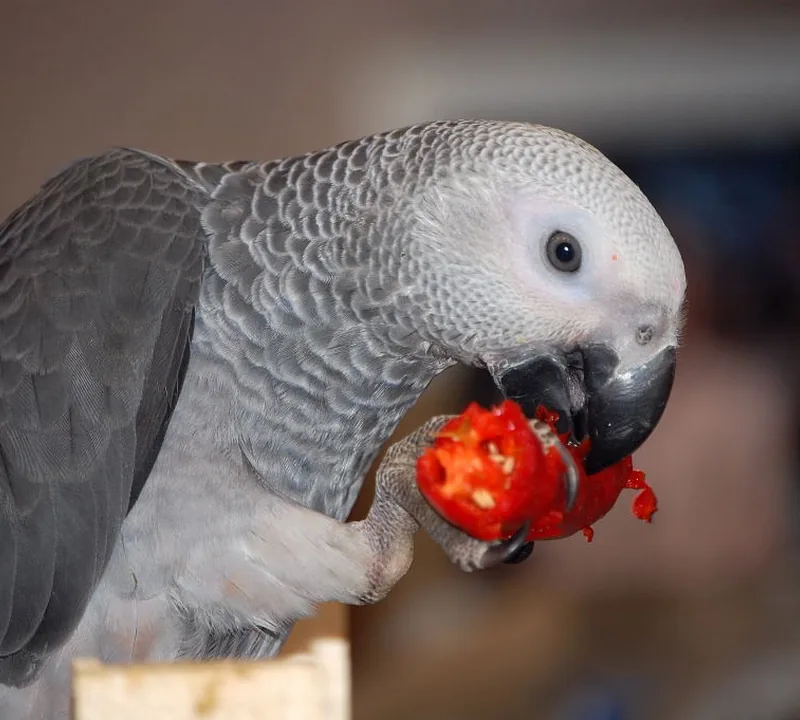 Amie, a hand-fed baby female Congo African Grey being socialized against a keeper's shoulder