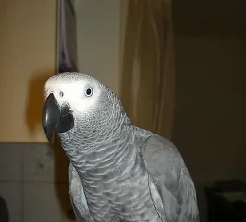Bery, a cuddly one-year-old female Congo grey parrot resting calmly on a lap