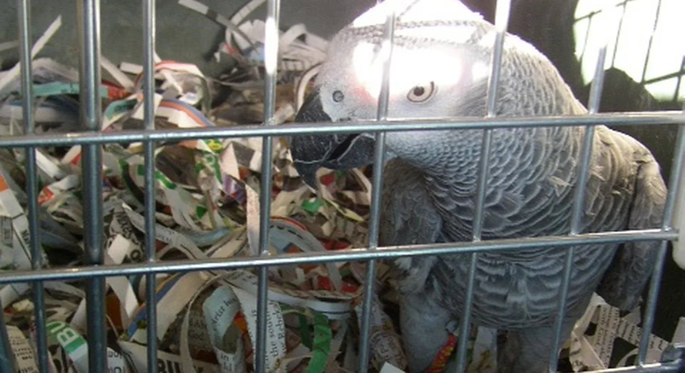 Congo African Grey traveling in an airline live-animal cargo hold to the nearest airport