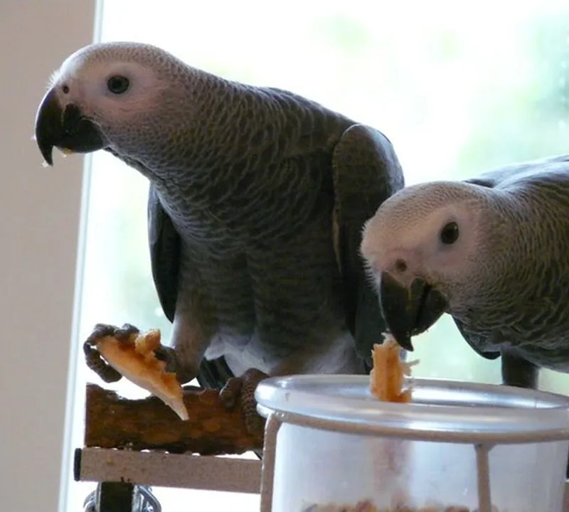 Jins and Jeni, a bonded Congo African Grey companion pair raised together in Midland, Texas