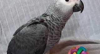 Congo vs Timneh African Grey