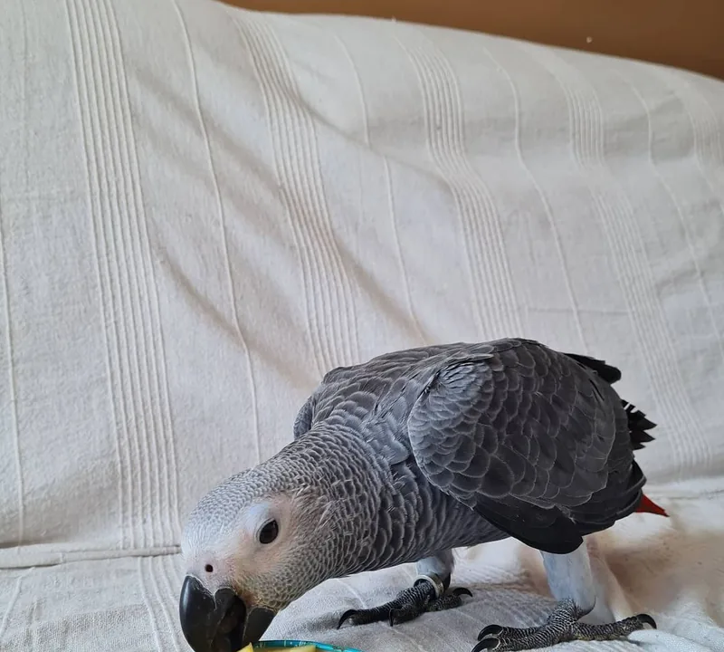 Roys, a confident young male Congo African Grey for sale, perched with his bright red tail showing