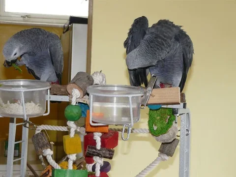 Jins and Jeni, our unrelated Congo African Grey companion pair, feeding side by side in our Midland aviary