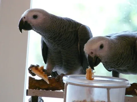Two unrelated young Congo greys sharing a bowl, either of which we will place on its own