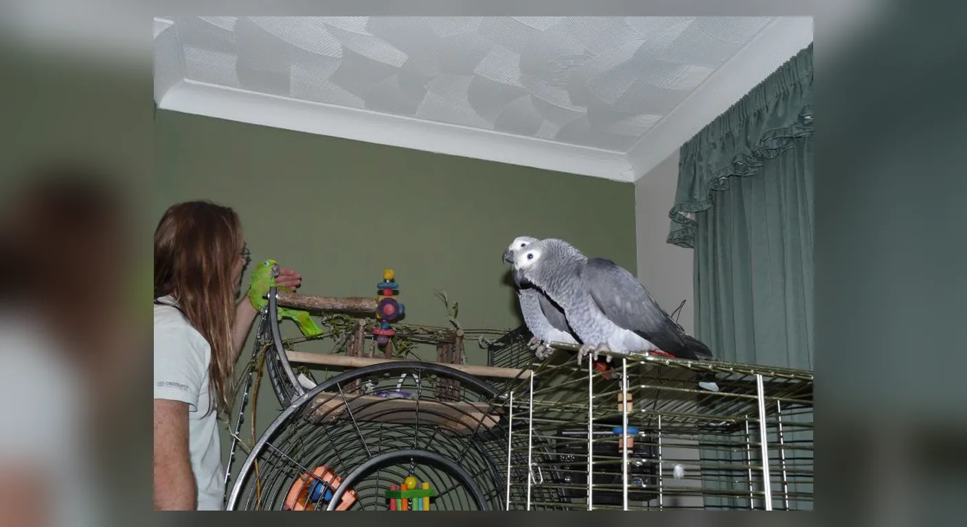 A grey out of its cage in our living room with a family member close by, the kind of unstaged proof any seller should be able to film