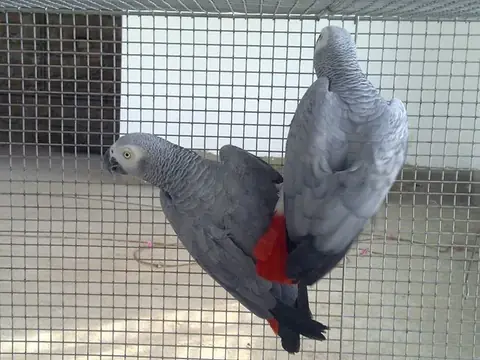 An adult grey inside our breeding flight, the aviary stock we list apart from every companion bird
