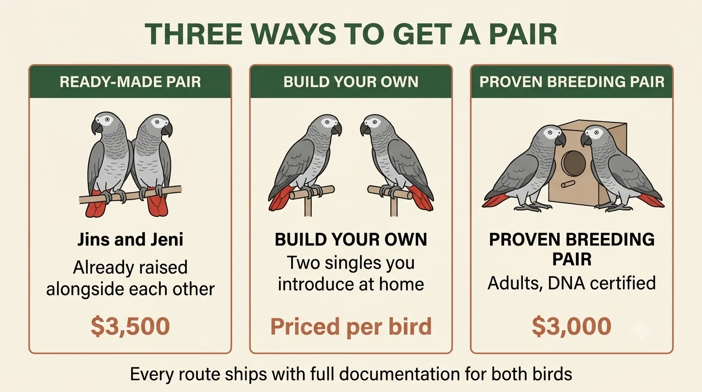 Ready-made pair, build your own, and proven breeding stock compared as three separate purchases