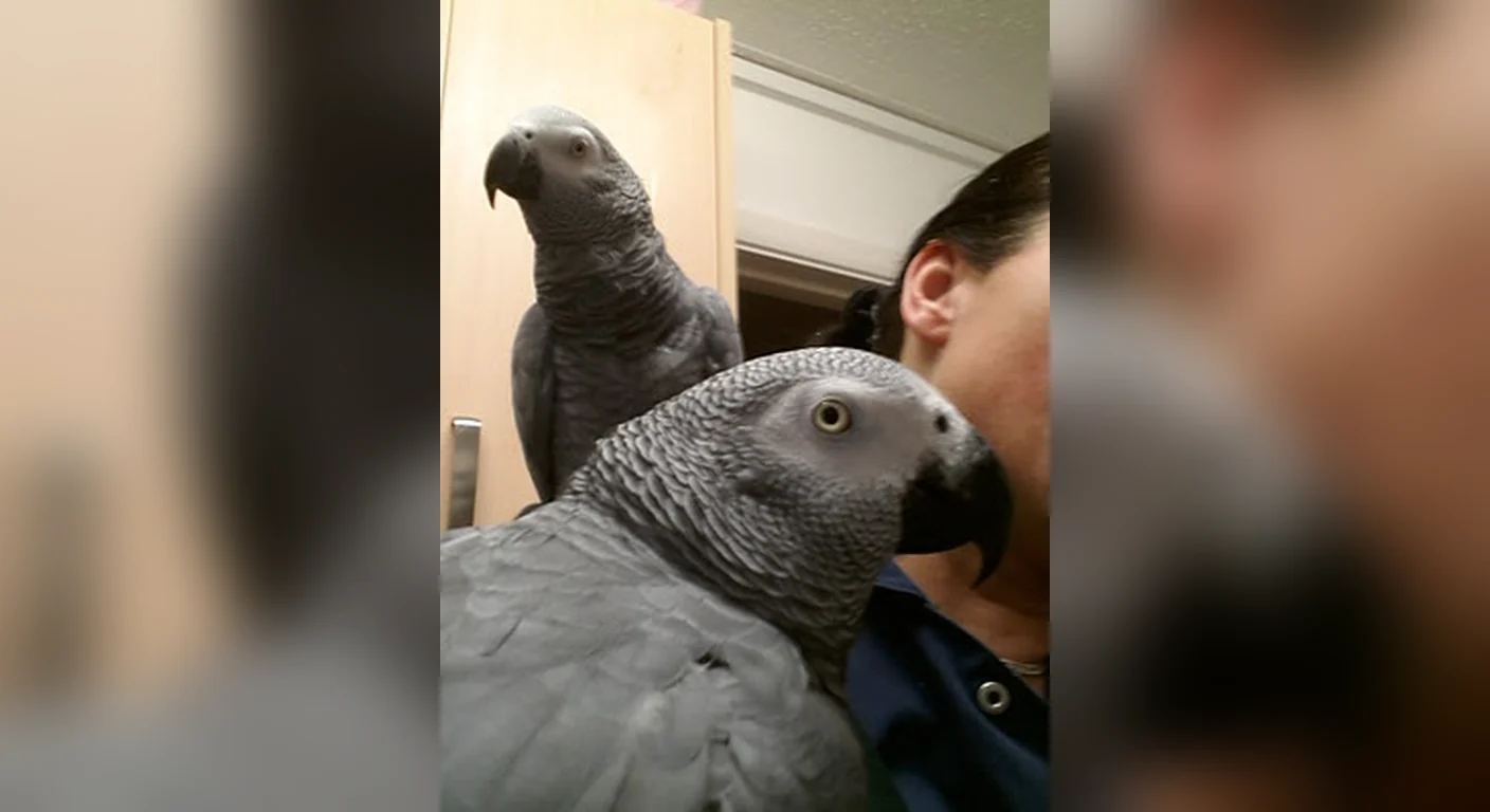 Two hand-tame greys perched at a keeper's shoulder at once, the social load spread across more than one bird