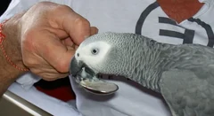 African Grey price, itemised — Pricing