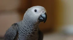 African Greys with a health guarantee — Health