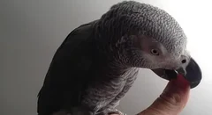 Male vs female African Grey parrots — Hen or cock