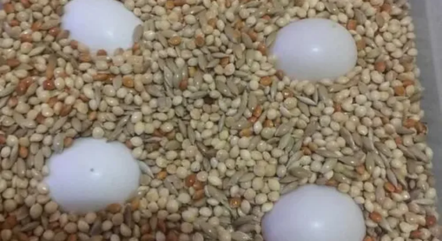 A clutch of candled fertile African Grey parrot eggs in the nesting substrate