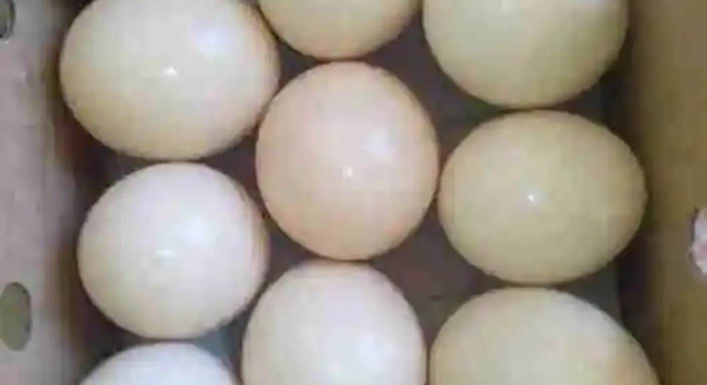 A small 2–4 egg clutch of cream fertile African Grey eggs ready for the incubator