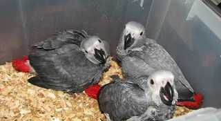 Baby African Greys for sale