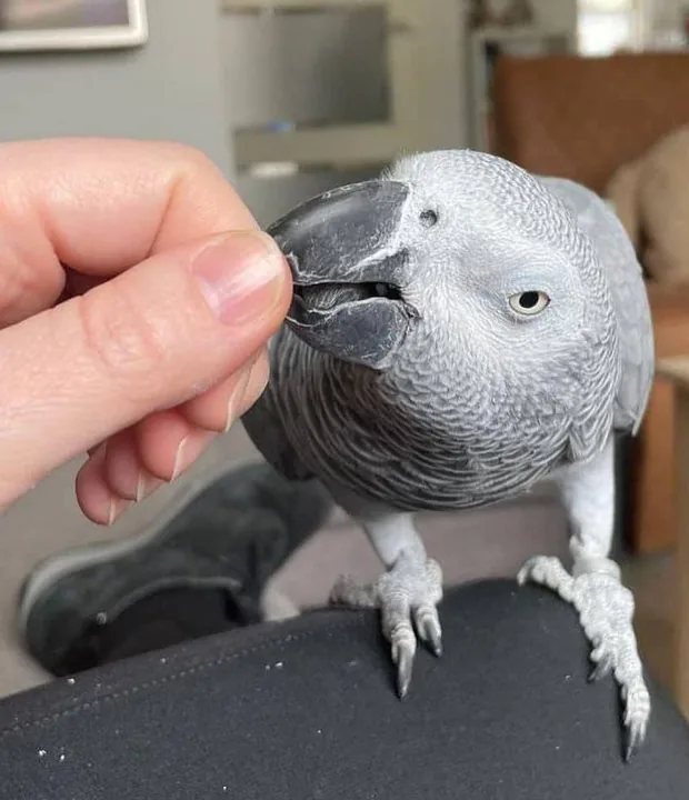 Bery, a calm hand-raised female Congo African Grey on a perch