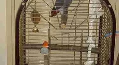 African Grey adoption, honestly — Adopt vs buy