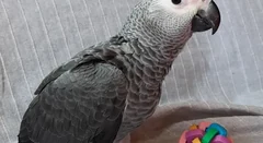 Congo vs Timneh African Grey — Which grey
